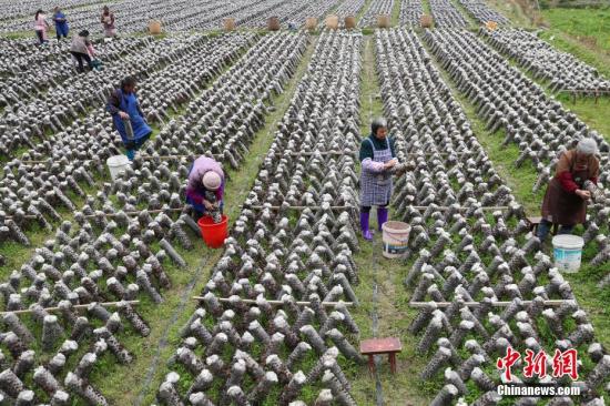 3月12日，農(nóng)戶在田間采摘木耳。近年來(lái)，貴州省印江土家族苗族自治縣以“政府引導(dǎo)、企業(yè)主體、農(nóng)戶參與”的模式，結(jié)合市場(chǎng)需求，發(fā)展食用菌產(chǎn)業(yè)。目前，該縣累計(jì)建成食用菌基地15個(gè)，建成育菌棚、生產(chǎn)大棚3200余個(gè)(占地76.8萬(wàn)平方米)，2017年，種植食用菌8800萬(wàn)棒，實(shí)現(xiàn)產(chǎn)量約6.6萬(wàn)噸，產(chǎn)值5.28億元；帶動(dòng)6000余戶群眾22000余人(其中貧困戶3000余戶，10000余人)發(fā)展食用菌種植，實(shí)現(xiàn)當(dāng)年帶動(dòng)的貧困人口人均增收3500元以上，確保當(dāng)年參與貧困戶精準(zhǔn)脫貧。食用菌主要銷往重慶、浙江、上海、廣東、福建等地，干菇通過電商和代理商銷往全國(guó)各地。<a target='_blank' href='http://www.chinanews.com/'>中新社</a>記者 賀俊怡 攝