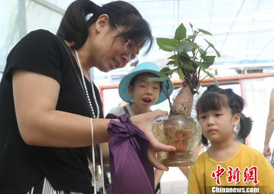 一游客母親捧著無土栽培地瓜盆景向孩子進行農(nóng)業(yè)科普教育?！↑S水林 攝