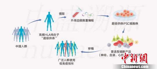 俞君英團隊通過技術攻關配型iPSC細胞系原理圖?！≈惺⑺菰垂﹫D 攝