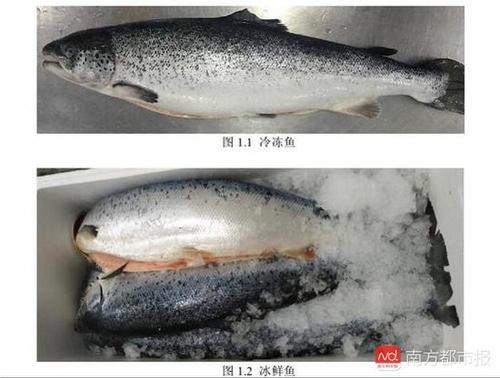 冷凍、冰鮮三文魚(yú)（來(lái)源：《生食三文魚(yú)》編制說(shuō)明）.jpg