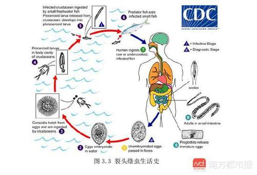 三文魚(yú)寄生蟲(chóng)裂頭絳蟲(chóng)生活史（來(lái)源：《生食三文魚(yú)》編制說(shuō)明）.jpg