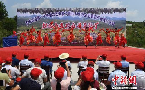 8月23日，羅城縣舉行喜迎第一個(gè)中國(guó)農(nóng)民豐收節(jié)暨2018年羅城野生毛葡萄產(chǎn)業(yè)推介活動(dòng)。　韋如代　攝