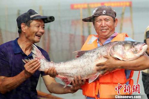 好大的魚。　陳新　攝