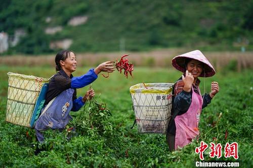 9月26日，貴州鎮(zhèn)寧扁擔(dān)山鎮(zhèn)蔬菜基地，菜農(nóng)在田間采摘辣椒。近日，正值貴州省鎮(zhèn)寧縣扁擔(dān)山鎮(zhèn)蔬菜基地各類蔬菜采摘上市時期，菜農(nóng)田間地頭采摘忙。<a target='_blank' href='http://www.chinanews.com/'>中新社</a>記者 賀俊怡 攝