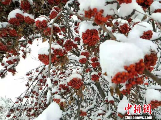 內(nèi)蒙古深秋迎降雪中外游客盛贊白雪中的秋景