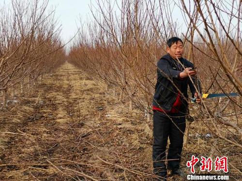 隨著子女長大、父母衰老，家中經(jīng)濟(jì)壓力逐年增大，劉奉智父親在務(wù)工、種莊稼之余，又種了一些桃樹，贍養(yǎng)父母、供養(yǎng)子女讀書?！『聦W(xué)娟 攝