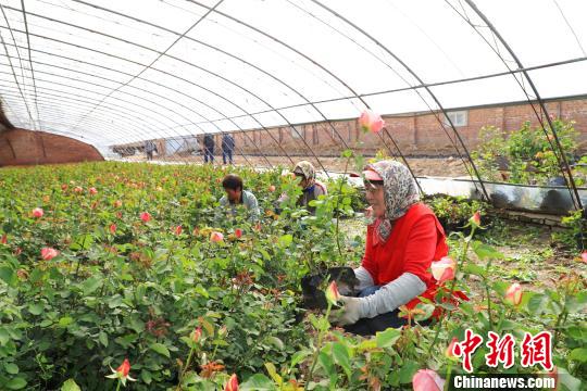 北京延慶精準(zhǔn)集約服務(wù)保障世園會(huì)