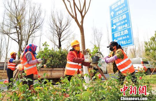 北京世園會(huì)將于4月底在延慶揭幕。圖為由延慶園藝產(chǎn)業(yè)園供應(yīng)的月季花苗被栽植到園區(qū)南路綠化帶兩側(cè)。延慶區(qū)供圖