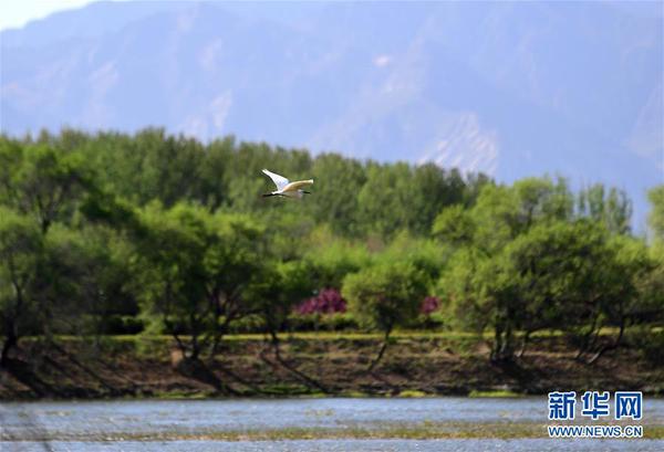 2019年4月30日，水鳥(niǎo)在媯水河畔的自然生態(tài)展示區(qū)飛翔。 新華社記者 張晨霖 攝