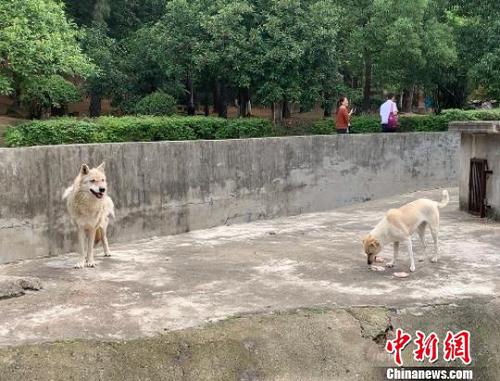 圖為狼正在守護(hù)狗吃雞肉 武一力 攝