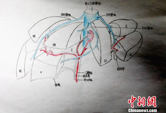 圖為肝的分葉和分段手繪圖。　唐楠 攝