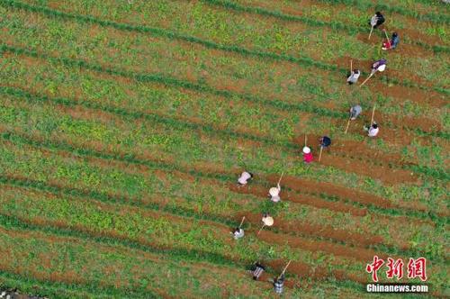 資料圖為：3月25日，農民在貴州省普定縣化處鎮(zhèn)化新村韭黃種植基地勞作。<a target='_blank' href='http://www.chinanews.com/'>中新社</a>記者 賀俊怡 攝