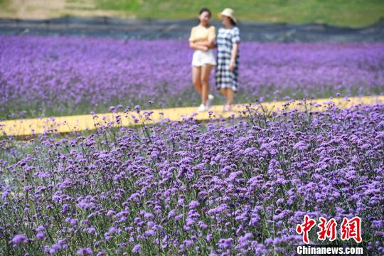 圖為民眾在蘭州新區(qū)網(wǎng)紅打卡地“臨港花?！鄙⒉??！∥航ㄜ?攝