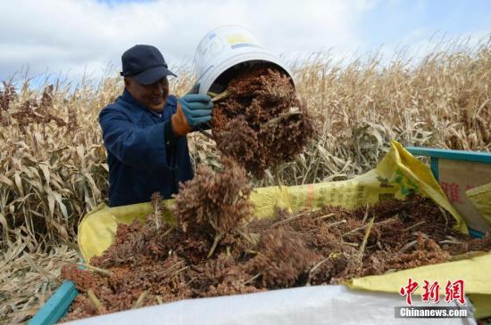 資料圖：農(nóng)民收獲作物。<a target='_blank' href='http://www.chinanews.com/'>中新社</a>記者 劉文華 攝