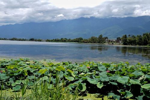 大理洱海邊的濕地風景（2019年8月10日攝）。