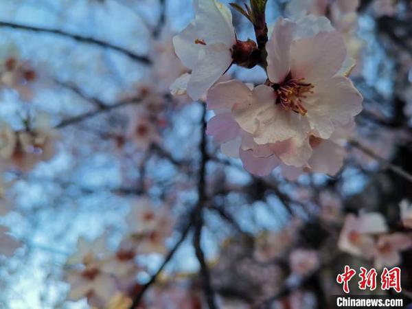 圖為林芝盛開的桃花，2019年3月29日，林芝第十七屆桃花旅游文化節(jié)在巴宜區(qū)開幕(資料圖)?！垈?攝