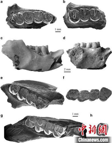 依和蘇步假圓柱齒鼠類化石材料?？蒲袌F(tuán)隊(duì) 供圖
