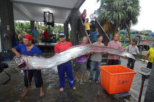 臺(tái)灣地震頻傳兩條逾四米長地震魚被捕獲（圖）