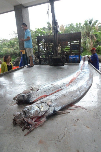 臺(tái)灣地震頻傳 兩條逾四米長地震魚被捕獲（圖）