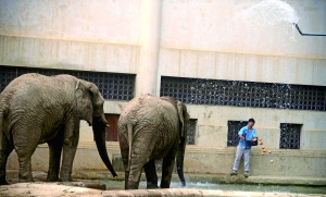 動(dòng)物園變避暑山莊避暑各有高招 大象敷